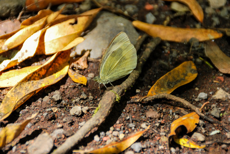 autumn leaves on the ground, beautiful photo digital pictureの写真素材