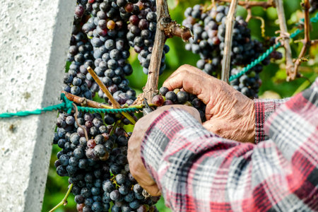Grapes harvest of vineyard in north italy, red grapes for wine