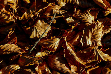 Photo Picture of Leaf Background Texture Patternの写真素材