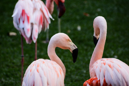 Photo Picture of Pink Animal Bird Wild Flamingoの写真素材
