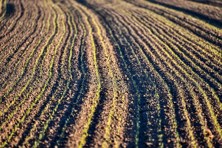 rows of young plants in a field, beautiful photo digital pictureの写真素材