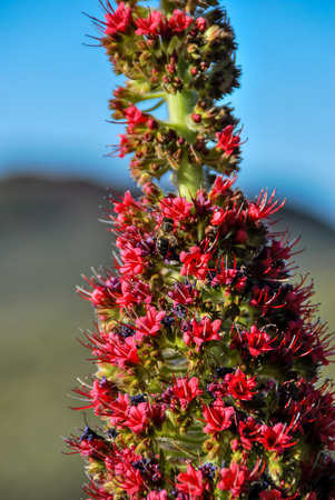 flowers on a tree, beautiful photo digital pictureの写真素材