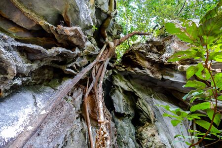 tree in forest, beautiful photo digital pictureの写真素材