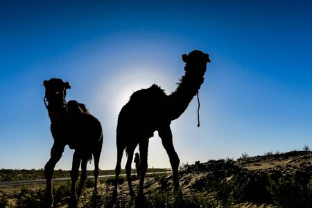 camel in the desert, beautiful photo digital pictureの写真素材
