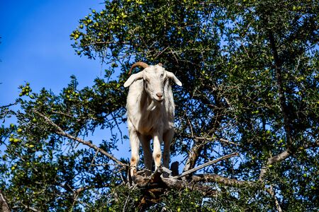 Argan trees and the goats on the way between Marrakesh and Essaouira in Morocco.Argan Oil is produced by using the seeds of the trees,and the oil is used for cosmetics,beauty products and skin careの写真素材