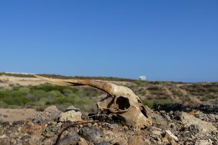 Photo Picture of the Dry Goat Skull Boneの写真素材