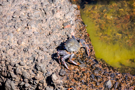 Photo Picture of a Sea animal red crab