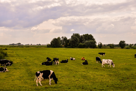 A beautiful view of a green meadow with a herd of cowsの写真素材