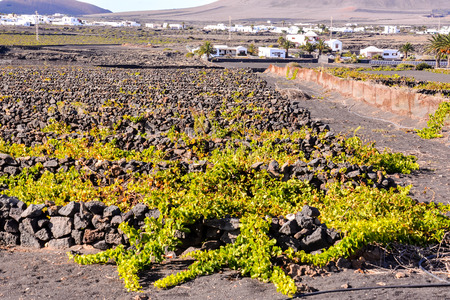 Spanish View Landscape in Lanzarote Tropical Volcanic Canary Islands Spain Typical Vineyardの写真素材