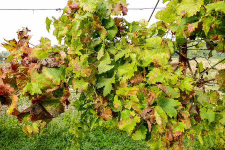 Grapes harvest of vineyard in north italy, red grapes for wineの写真素材