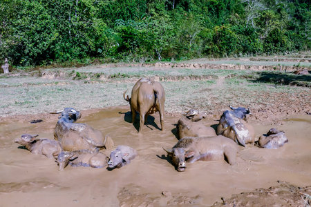 herd of wild horses in africa, beautiful photo digital picture