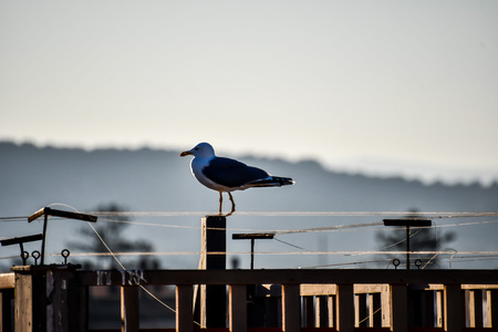 seagull on pier, beautiful photo digital pictureの写真素材