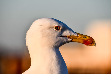 portrait of seagull, beautiful photo digital pictureの写真素材