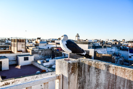 seagull on the bridge, beautiful photo digital pictureの写真素材