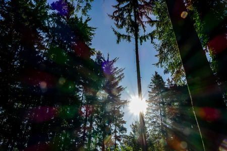 trees in the night, beautiful photo digital pictureの写真素材