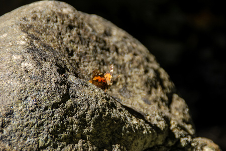bug on a leaf, beautiful photo digital pictureの写真素材
