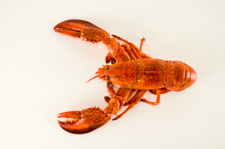 Photo picture of a delicious freshly steamed lobsterの写真素材