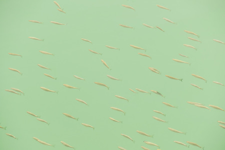 Photo Picture Image of many fishes pisces in the waterの写真素材
