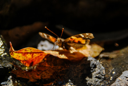 autumn leaves in the forest, beautiful photo digital pictureの写真素材