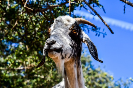 Argan trees and the goats on the way between Marrakesh and Essaouira in Morocco.Argan Oil is produced by using the seeds of the trees,and the oil is used for cosmetics,beauty products and skin careの写真素材