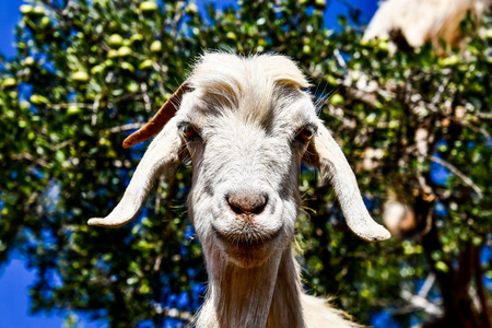 Argan trees and the goats on the way between Marrakesh and Essaouira in Morocco.Argan Oil is produced by using the seeds of the trees,and the oil is used for cosmetics,beauty products and skin careの写真素材