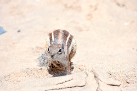 Barbary Ground Squirrel Atlantoxerus Getulus on the Spanish Island Fuerteventura の写真素材
