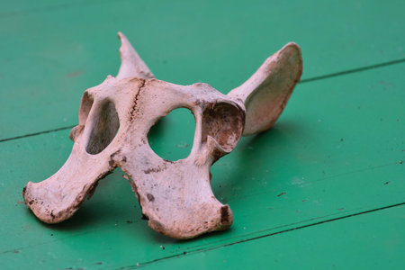 Photo Picture of the Dry Goat Skull Bone