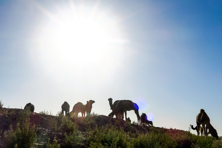 silhouette of camel at sunset, beautiful photo digital pictureの写真素材