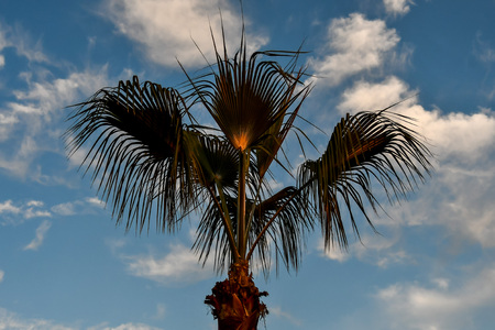 palm tree against blue sky with clouds, beautiful photo digital pictureの写真素材
