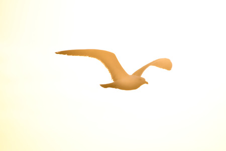 silhouette of a bird, beautiful photo digital pictureの写真素材