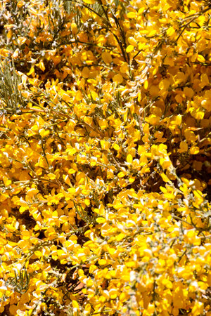 Photo Picture of Beautiful Blooming Flower Background