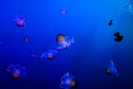 Photo Picture of Some Jellyfish Dangerous Poisonous Medusaの写真素材