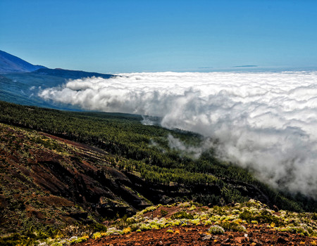 High Clouds over Pine Cone Trees Forest in Tenerife Islandの写真素材