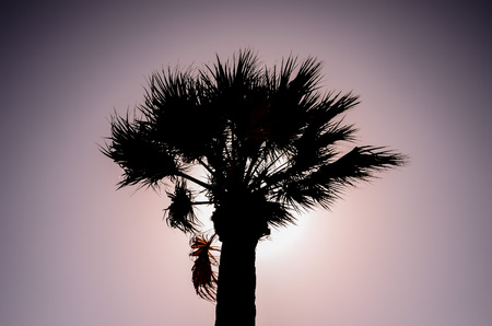 Tropical Canarian Green Palm Leaf Background in Summerの写真素材