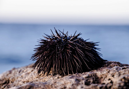 Sea Urchin on Rock Near Ocean Backgroundの写真素材