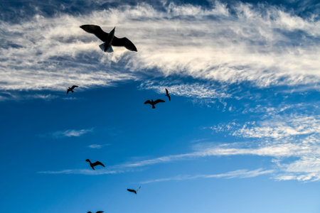 flock of seagulls flying in the sky, beautiful photo digital picture