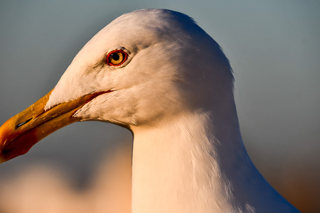 portrait of seagull, beautiful photo digital pictureの写真素材