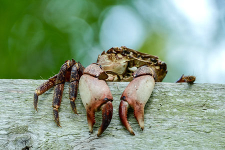crab on the beach, beautiful photo digital picture