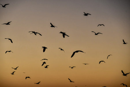 flock of birds in sunset, beautiful photo digital picture