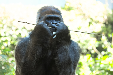 Strong Adult Black Gorilla on the Green Floorの写真素材