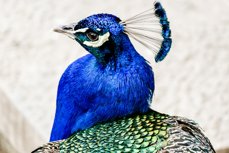 peacock in zoo, beautiful photo digital pictureの写真素材