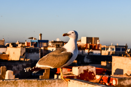 view of Essaouira Medina City of Morocco Africa, in the atlantic coast near Marrakechの写真素材