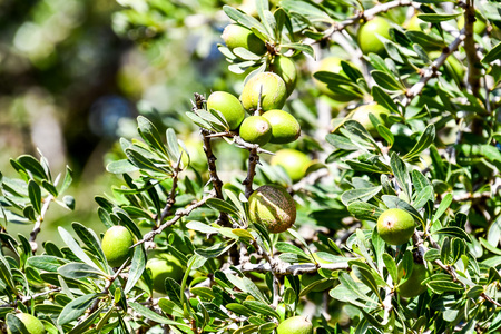 green apples on tree, beautiful photo digital pictureの写真素材