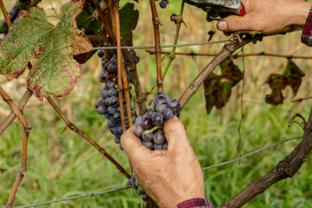 Grapes harvest of vineyard in north italy, red grapes for wine