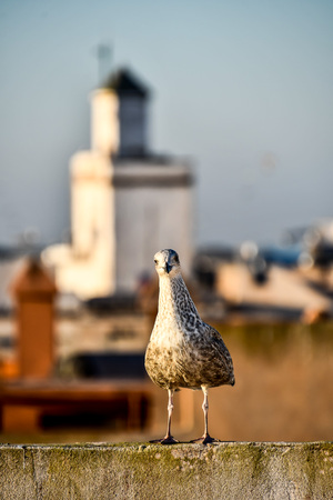 seagull on the bridge, beautiful photo digital pictureの写真素材