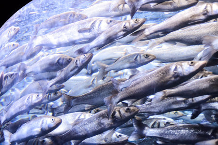 Photo Picture an Acquarium Full of Beautiful Tropical Fishes