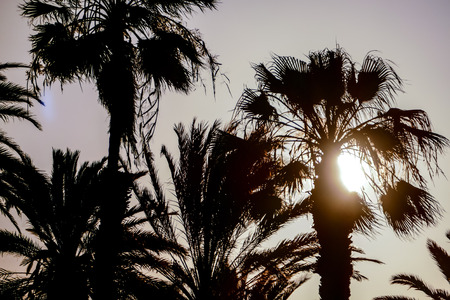 Palm Tree Silhouette at Sunset in Canary Islandsの写真素材