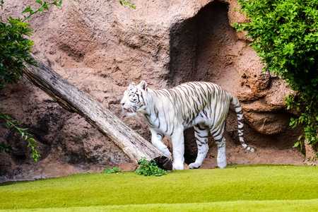 Photo Picture of a Rare White Striped Wild Tiger