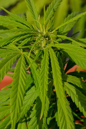 Photo Picture of Young Green Cannabis Marijuana Leaf Plant Detailの写真素材