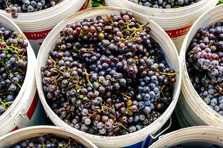 Grapes harvest of vineyard in north italy, red grapes for wineの写真素材